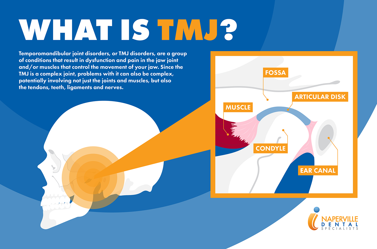 TMJ muscle explanation